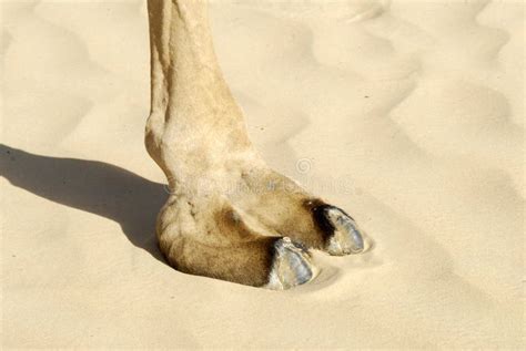 Huella Del Camello Imagen De Archivo Imagen De Enganches 7169045