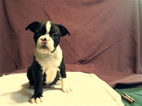 Use the search tool below and browse adoptable boston terriers! Boston Terrier Puppies For Sale | Grand Rapids, MN #318766