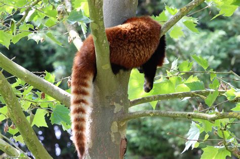 Free Images Branch Wildlife Jungle Mammal Fauna Red Panda