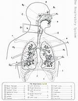 Respiratory Workbook sketch template
