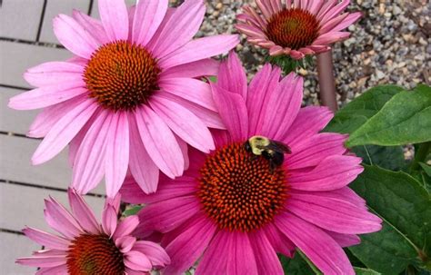 Native Plants Sweeten The Deal For Pollinators On Udc S Rooftop Native Plants Plants