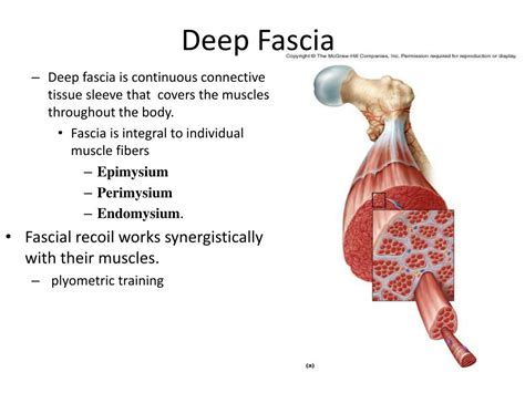 Ppt Fascia The Under Appreciated Tissue Powerpoint Presentation Free