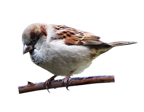 House Sparrow Transparent Png Png Play