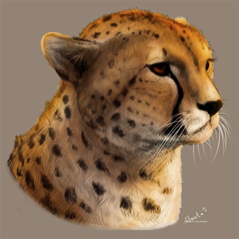 Sunset Cheetah By Sharelia On Deviantart