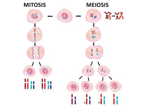 Características Generales De La División Celular Por Mitosis Y Meiosis