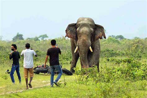 An Electric Fence On The Nepal Border Is Worsening Human Elephant