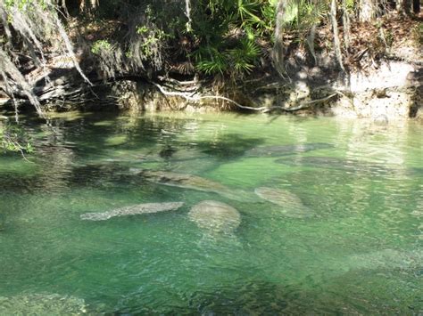 Manatees At Blue Springs State Park Fl