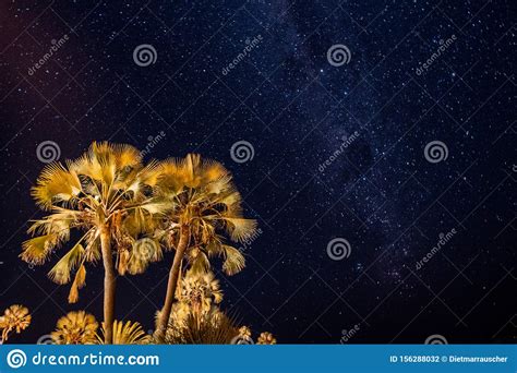 Palm Tree And Night Sky With Palms Stock Photo Image Of