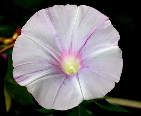 Plantfiles Pictures Japanese Morning Glory Asahi Ipomoea Nil By