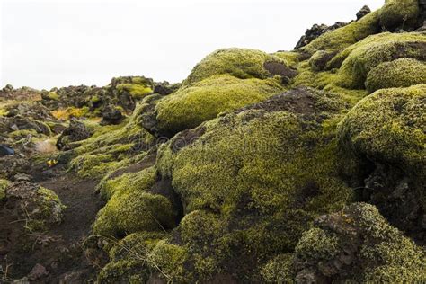 Icelandic Moss With Fallen Leaves On Grass Stock Photo Image Of