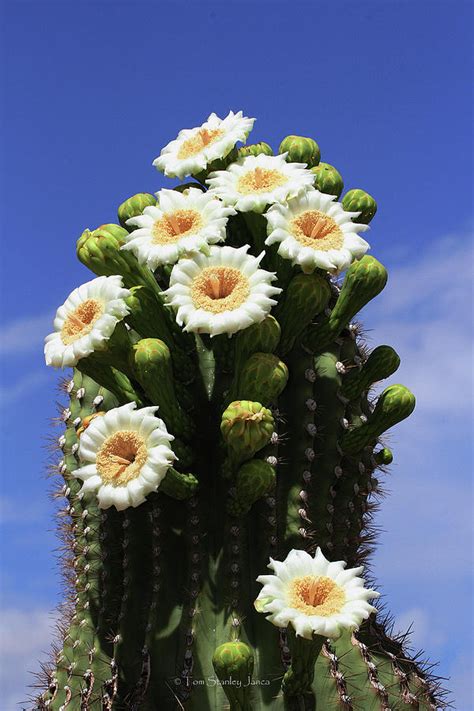 Flowers In Arizona Pictures Explore Oybay©s Photos On Flickr Oybay