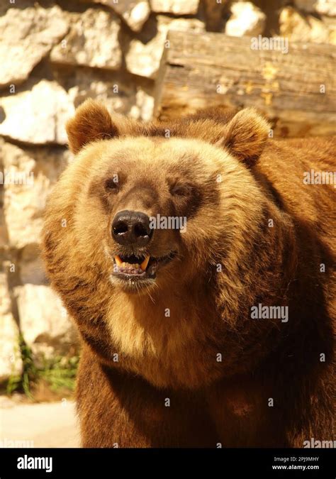 Grizzly Bear Ursus Arctos Horribilis Head Closeup Front View Stock