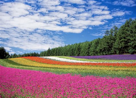 Hokkaido Japan Flowers Wallpaper Hd Nature 4k Wallpapers Images And