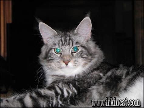 Champions, polydactyls, & shipping available. Maine Coon Cat For Sale Mn - Baby Kitten Pics