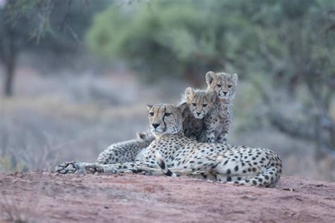 Raising Cheetah Cubs Tswalu Kalahari