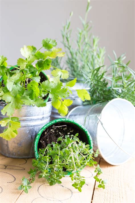 Herbs are nearly all high light requirement plants, and it's not easy to satisfy their light requirements indoors unless you have a bright south window with at. Small Space Apartment Herb Garden in Galvanized Containers ...