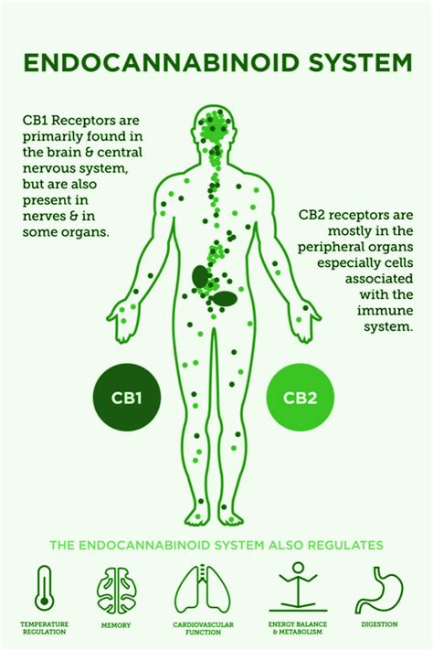 understanding the endocannabinoid system and its connection with cannabis