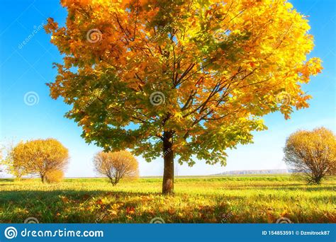 Bright Autumn Nature Landscape Beautiful Colorful Trees On Sunny