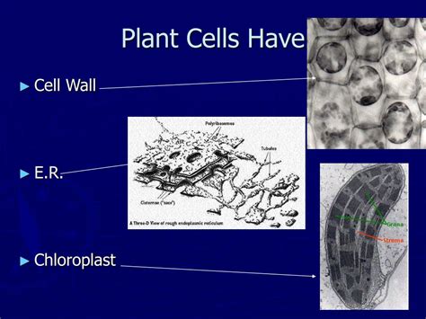 The usual meaning of life as we know it expects that an organism have either unicellular or multicellular structure. PPT - Eukaryotic Cell Structure Chapter 7 PowerPoint Presentation, free download - ID:226428