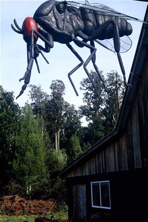 Giant Sandfly Sandflies And Mosquitoes Te Ara Encyclopedia Of New