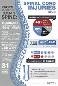 Spinal Cord Injury Information Infographic Avery