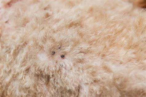 Closeup Of Mite And Fleas Infected On Dog Fur Skin Stock Image Image
