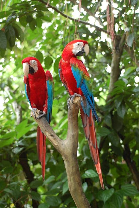 Red Parrot Stock Photo Image Of Love Couple Cracker 2606596