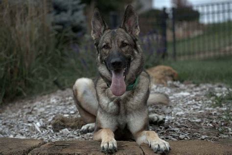 Czech German Shepherd Working Drive Training And Care World Of Dogz