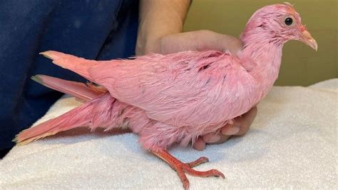 Pigeon Dyed Pink For New York Gender Reveal Party Bbc News