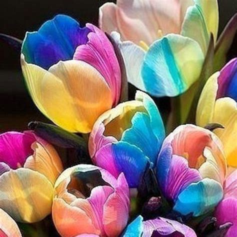 5 Pcs Rare Rainbow Tulip Bulbs Home Flower Seeds Garden Plant Viewing
