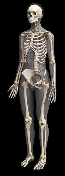 Human anatomy drawing drawing theory. 3D Female Skeletal System Model