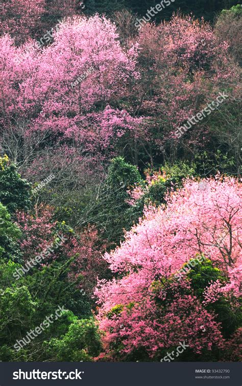Cherry Blossom Pathway In A Beautiful Landscape Garden Stock Photo