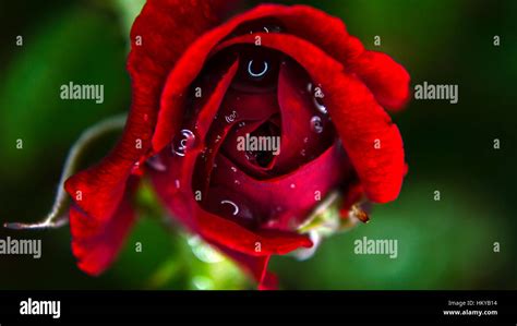 Closeup Rose Petal Hi Res Stock Photography And Images Alamy