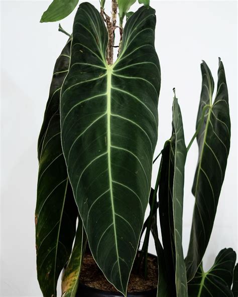 Stunning Long Leaves Of Philodendron Melanochrysum Ready Stock Wa For