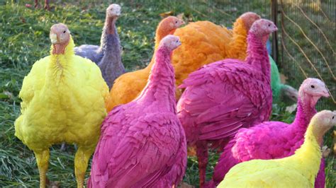 Colored Turkeys At Gozzis Turkey Farm Brighten The Holiday Season