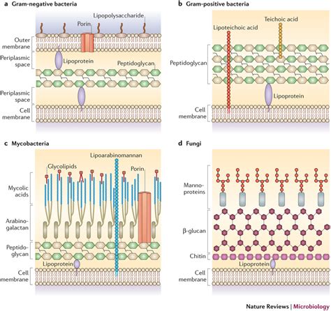 How Do Cell Walls Differ Among Bacteria Fungi And Plants Socratic