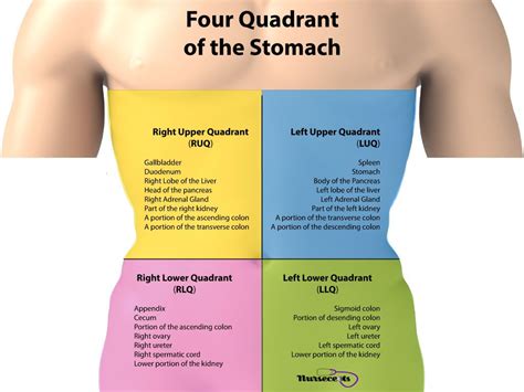 Start studying 4 quadrants organs. 9 Tips for Performing a Nursing Health Assessment on the ...