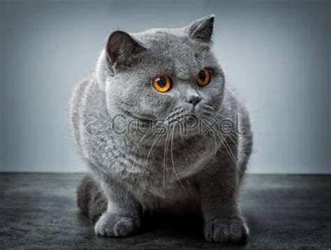 Grey British Shorthair Cat Stock Photo Crushpixel