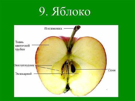 Огурец и яблоко диета