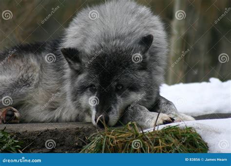 Leader Of The Pack Stock Photo Image Of Lupus Wolf Wild 83856