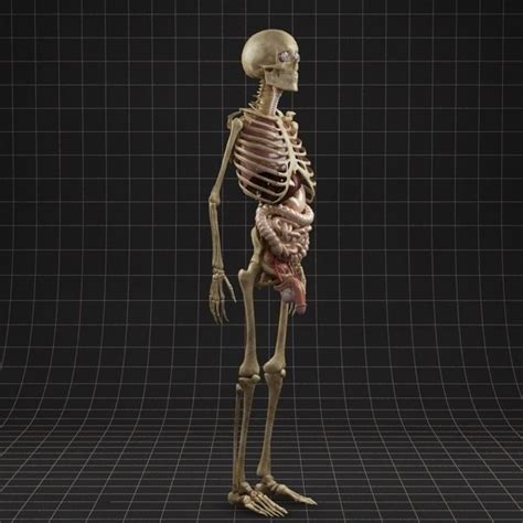 3d models for games, architecture, videos. Anatomy Internal Organs Male 3D Model .max - CGTrader.com