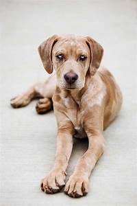 Catahoula Leopard Dog Dog Breed Everything About Catahoula Curs