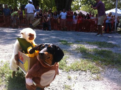 2 Monkeys Carrying Box Of Bananas Dog Costume Wiener Dog Crusoe The
