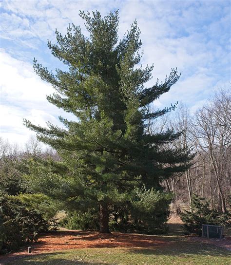 Eastern White Pine Is Named An Evergreen Of The Year Horticulture