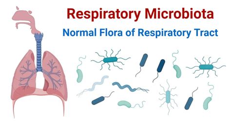 Respiratory Microbiota Normal Flora Of Respiratory Tract