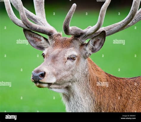 A Close Up Of A Red Deer Stag Cervus Elaphus Stock Photo Alamy
