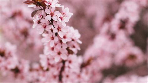 Cherry Blossom Windows Themes