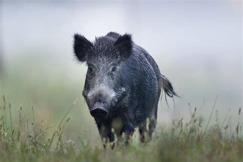 Wild boar turns the tables on hunter