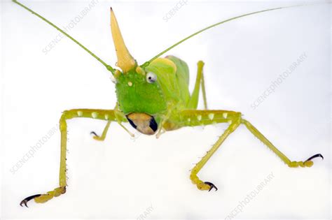 Katydid Stock Image C0575440 Science Photo Library