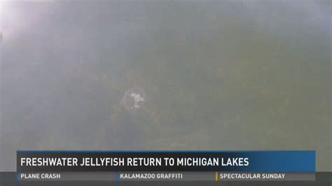 Freshwater Jellyfish Spotted In Michigan Lake Wzzm13 Com